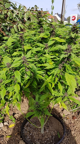 Growreport Bild 7