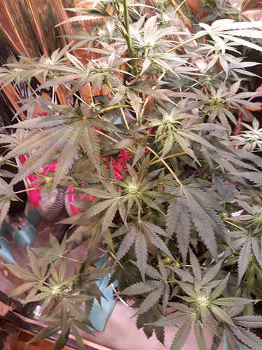 Growreport Bild 4
