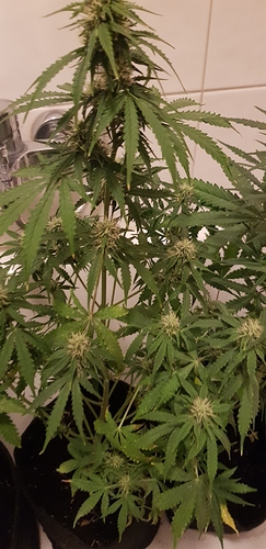 Growreport Bild 4