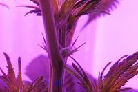 Growreport Bild 3