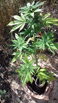 Growreport Bild 4