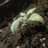 Growreport Bild 5