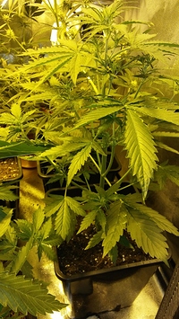 Growreport Bild 38