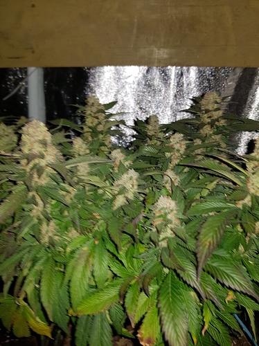 Growreport Bild 9