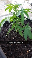 Growreport Bild 3