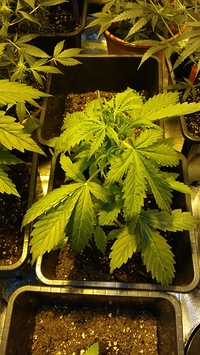 Growreport Bild 14
