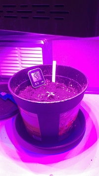 Growreport Bild 4