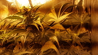 Growreport Bild 2