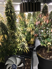 Growreport Bild 2