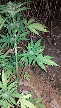 Growreport Bild 8