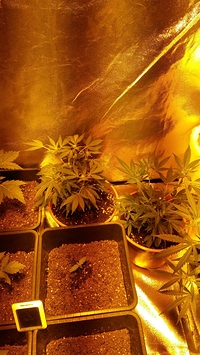 Growreport Bild 3