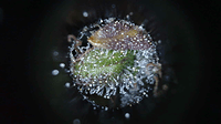 Growreport Bild 7