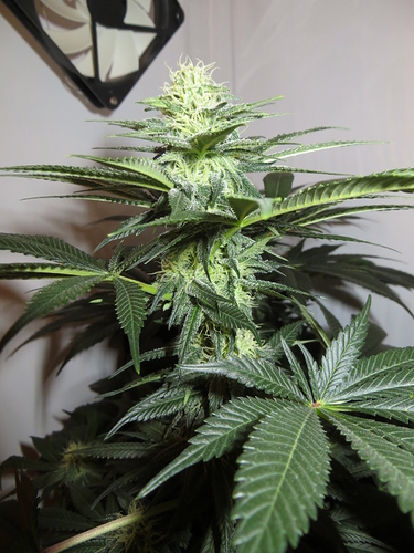Growreport Bild 8
