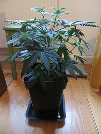 Growreport Bild 4