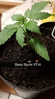Growreport Bild 16