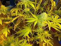 Growreport Bild 3