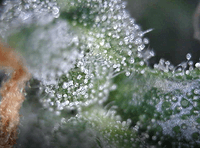 Growreport Bild 2