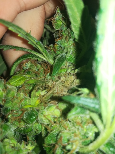 Growreport Bild 4