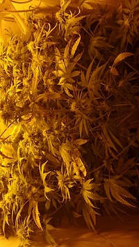 Growreport Bild 3
