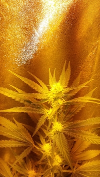 Growreport Bild 33