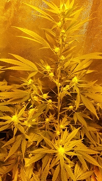 Growreport Bild 31
