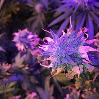 Growreport Bild 8