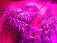 Growreport Bild 4