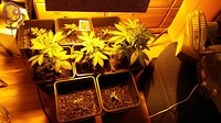 Growreport Bild 4