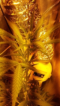 Growreport Bild 12