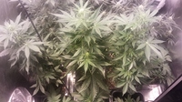 Growreport Bild 14
