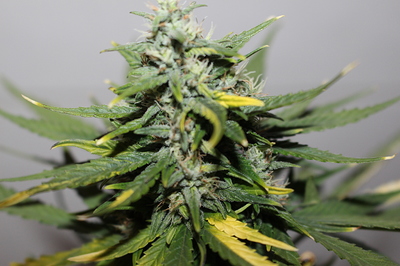 Growreport Bild 2