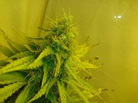 Growreport Bild 1
