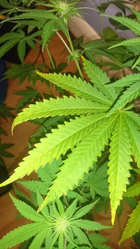 Growreport Bild 1