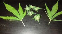 Growreport Bild 3