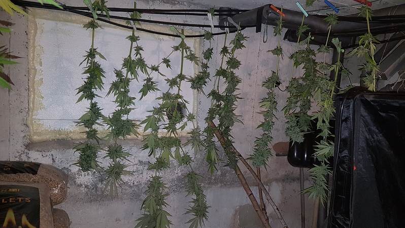 Outdoor-Projekt Lemon Power Haze