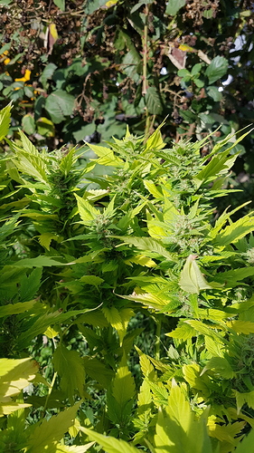 Growreport Bild 9