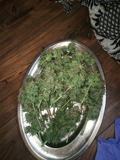 Erster RICHTIGER Indoor Grow Royal Bluematic von RQS