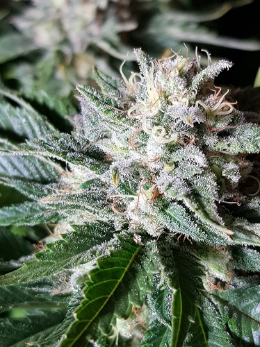 Growreport Bild 28