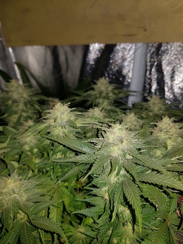 Growreport Bild 3