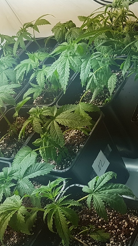 Growreport Bild 2
