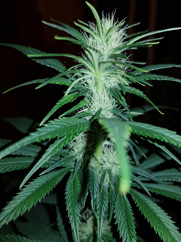 Growreport Bild 7