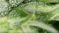 Growreport Bild 1