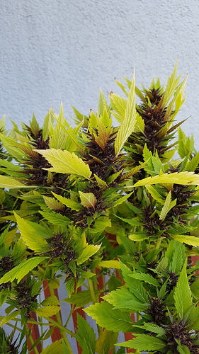 Growreport Bild 2