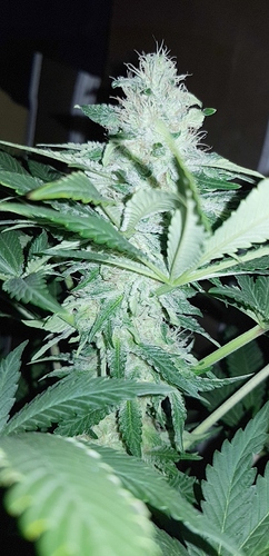 Growreport Bild 5