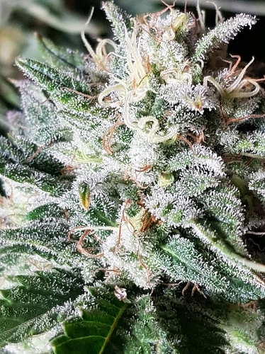 Growreport Bild 30