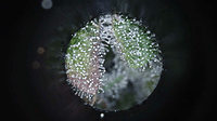 Growreport Bild 2