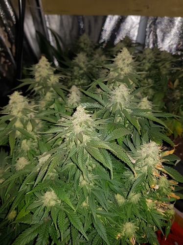 Growreport Bild 15