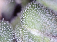 Growreport Bild 4