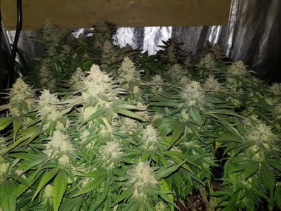 Growreport Bild 7