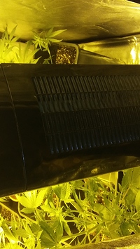 Growreport Bild 16